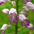 Orchis militaire Julien Vergne