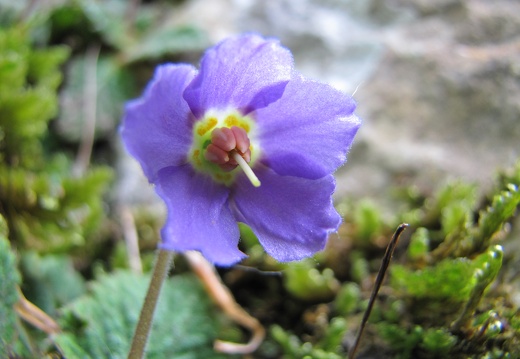 Ramonde des Pyrénées Julien Vergne (2)