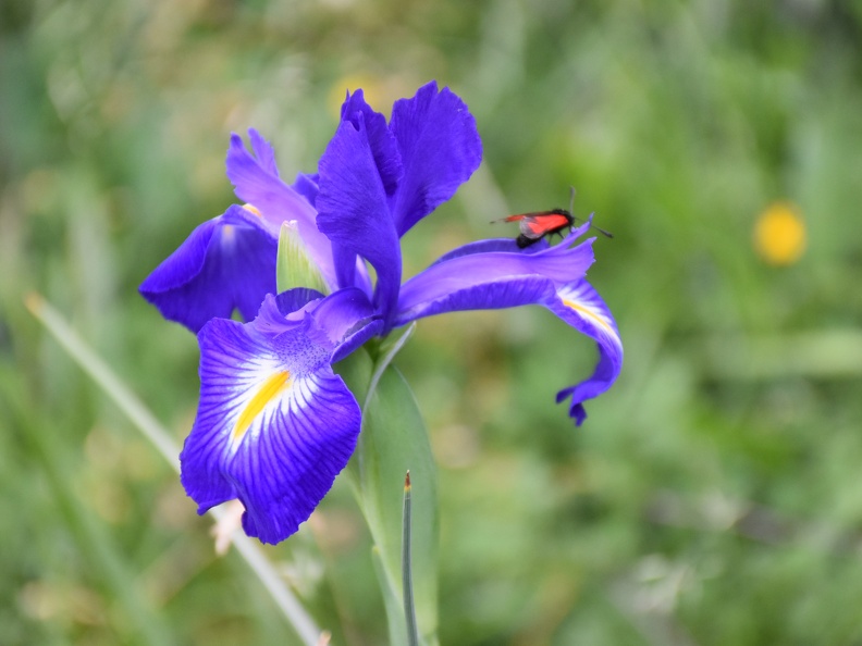 Iris des Pyrénées Julien Vergne (3)