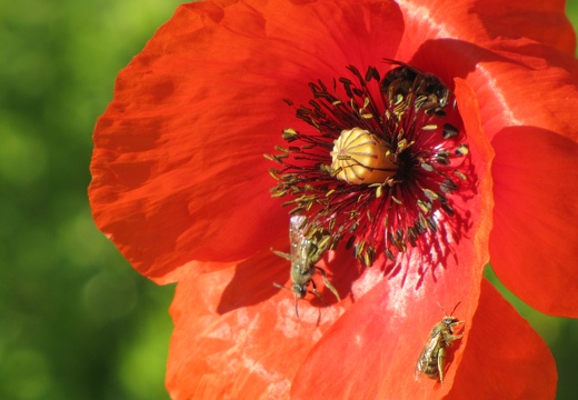 Coquelicot Julien Vergne