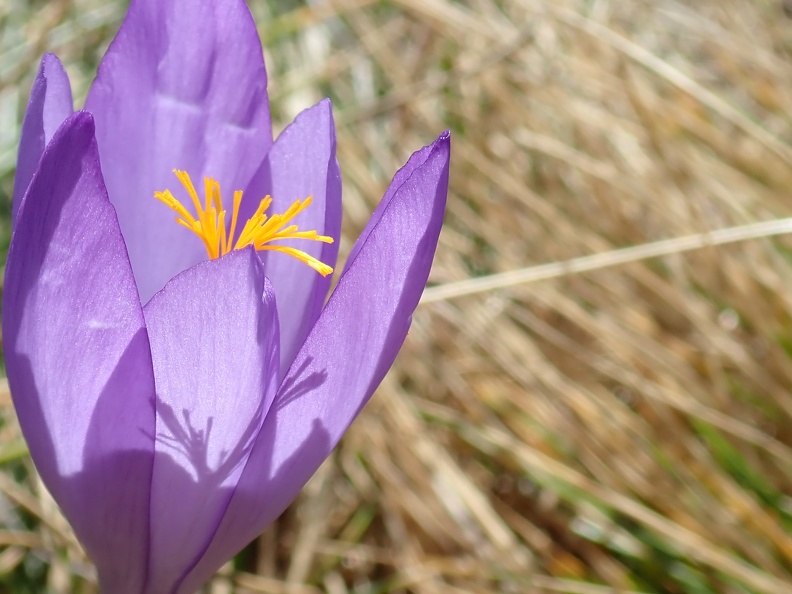 Crocus safrané Julien Vergne