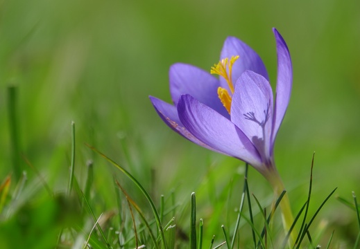 Crocus safrané Julien Vergne (2)