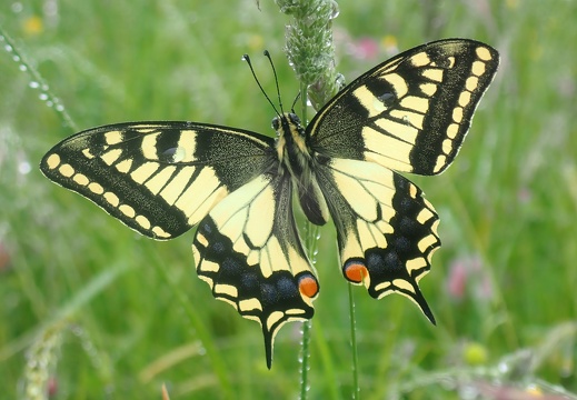 Machaon