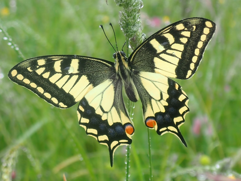 Machaon