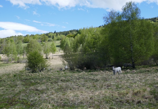paturage a noubals