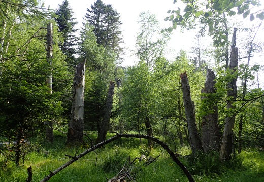 Secteur boisé mouillères de la Bruyante