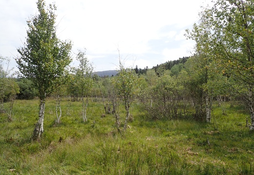 Forêt Bouleaux Alexis Calard (1)