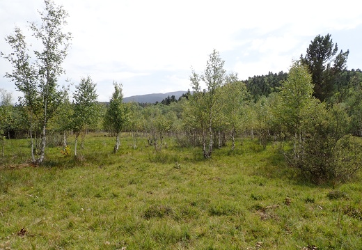 Forêt Bouleaux Alexis Calard (2)