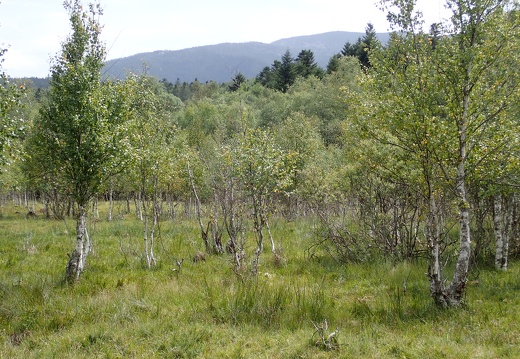 Forêt Bouleaux Alexis Calard (3)