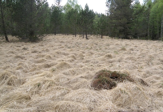 Prairie molinie Alexis Calard
