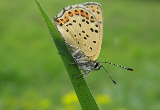 P5011434