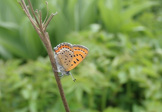 P5250105