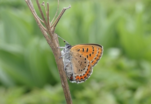 P5250111