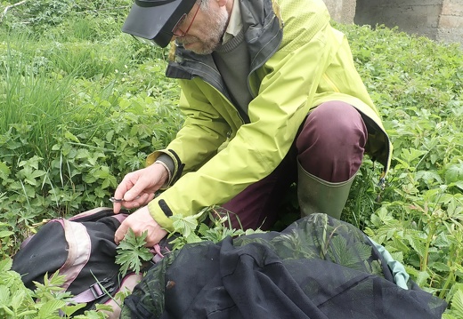 Déroulement manipulation - capture d'un individu