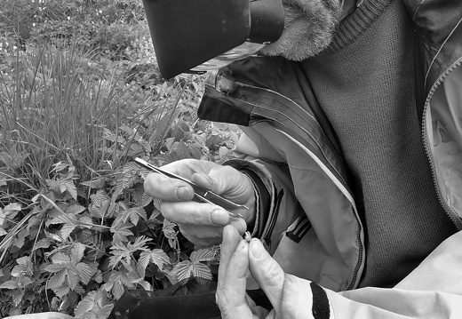 Déroulement manipulation - prélèvement de la patte - Dark Vador en action