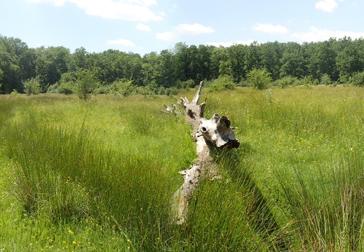 Prairie Pesquie(c)Vincent