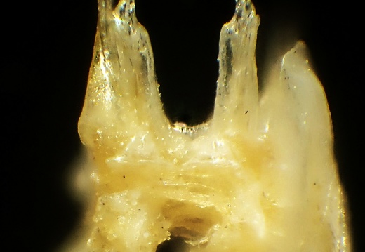 Diplopodes de France