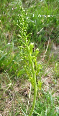 Listera ovata.jpg